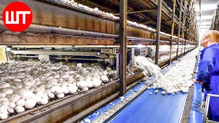 How Mushrooms are Grown amp Processed  Modern Mushrooms Farming Technology  Food Factory [upl. by Redvers]