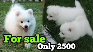 German Spitz puppies for sale only in 2500Indian Spitz puppies for sale in very low price [upl. by Mallina]