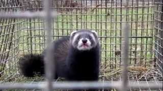 European Polecat [upl. by Anibor]