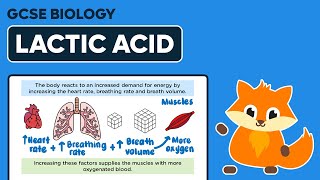 Response to Exercise amp Lactic Acid  GCSE Biology [upl. by Costanzia15]