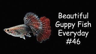 Guppy Channel  Beautiful Guppy Fish Everyday 46 [upl. by Zelten869]