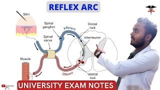 Reflex Arc  CNS Physiology  MBBS  Nursing  BDS  BMLT Lecture [upl. by Notffilc]