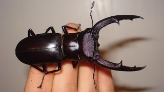 Hexarthrius mandibularis  Hirschkäfer  Stag Beetle [upl. by Meridel]