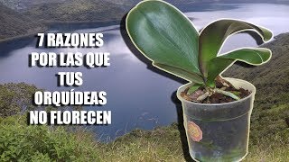 7 Razones por las que tus Orquídeas NO FLORECEN  Orquiplanet [upl. by Airogerg]