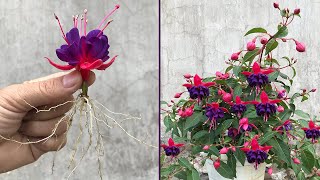 Tips for breeding Fuchsia from flower buds [upl. by Eliak]