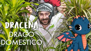 Dracena come prendersi cura di un drago di pianta [upl. by Onirotciv]