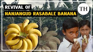 Revival of GItagged Nanjangud Rasabale banana  Karnataka [upl. by Allesor]