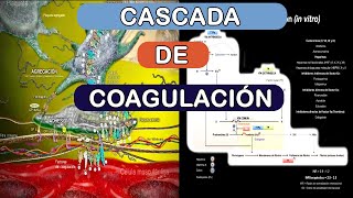 Cascada de coagulación in vivo in vitro [upl. by Hsina]