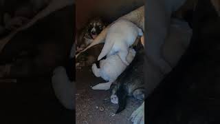 You’ll Smile at These Adorable Puppies 🥰 cutepuppy puppy funnydogs [upl. by Yetah]