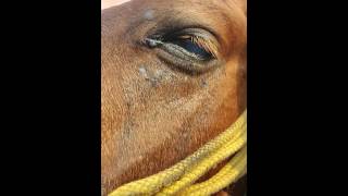 eye worm in horse [upl. by Olga820]