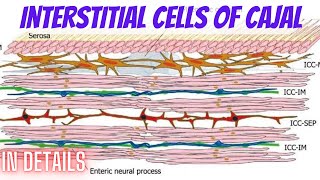 Interstitial cells of Cajal in details Cytology part 67 [upl. by Kiraa]