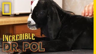 You Goiter be Kidding Me  The Incredible Dr Pol [upl. by Baptist]