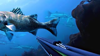 Top 20 Spearfishing Moments [upl. by Bridget767]