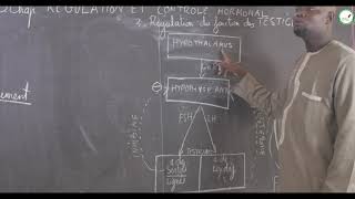 Cours  Terminale  SVT  La reproduction  Fonction ovarienne  M Gnasse [upl. by Leafar]