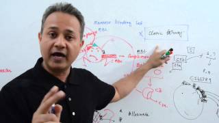 immunology lecture 12 part 3 Immunoglobulins [upl. by Mercado]