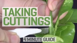 How To Take Cuttings  4 Minute Guide to Clones and Cloning [upl. by Atinehc]