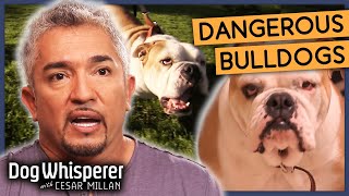 Cesar Millan Faces The Most Hostile Bulldogs  Season 8 Episode 1  Dog Whisperer With Cesar Millan [upl. by Tilly]