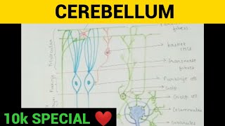 Cerebellum  Physiology  Entry No 15 [upl. by Tsirc237]