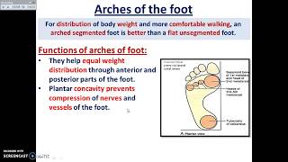 Arches of foot Part 1  Dr Ahmed Farid [upl. by Walford]