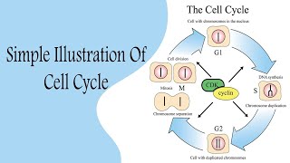 Cell Cycle شرح بالعربي [upl. by Lowrance]