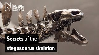 Secrets of the stegosaurus skeleton  Natural History Museum [upl. by Redford986]