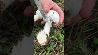 Agaricus arvensis OTTIMO🍴  Pillole di Micologia  Conoscere i Funghi con Giacomo Jack IspMicologo [upl. by Teagan]