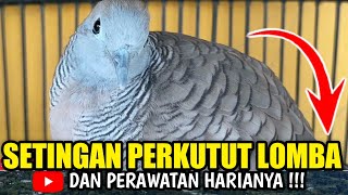 5 SETINGAN PERKUTUT LOMBA DAN RAWATAN HARIANYA [upl. by Allerus]