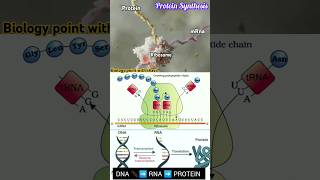 🔴 Protein Synthesis 🧬🤯🎯 biologynotes NEET  CBSE Translation [upl. by Nwahsaj]