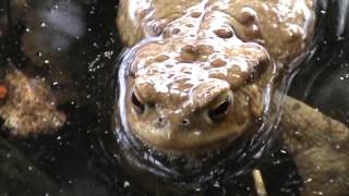 Crapaud commun  Common toad 3 [upl. by Maram]