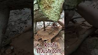 Epic Reishi Mushroom [upl. by Jamal]