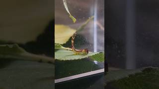 Baby Puss Moth Caterpillar Freak Out🐛 bugs [upl. by Ennaid]