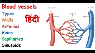 Blood vessels in hindi  types  arteries  veins  walls  capillaries  sinusoids [upl. by Olwena]