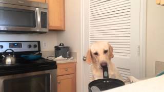 Dog Steals Food Like An FBI Agent and Knows Double Check [upl. by Kosel]