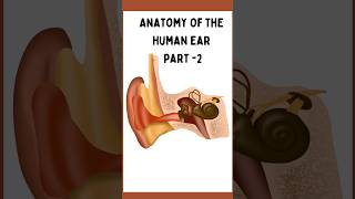 Anatomy of Ear Part 2  Anatomy of middle Ear  Content of middle Ear  Auditory Osciles [upl. by Remy]