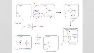 41C Mechanisms of Catalase and Glyceraldehyde3phosphate dehydrogenase [upl. by Rosenbaum]