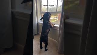 Cutest frenchie howling funny french bulldog videos shorts frenchbulldog frenchie dog [upl. by Acinorahs364]