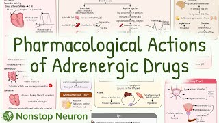 Pharmacological Actions of Adrenergic Drugs [upl. by Anayad]