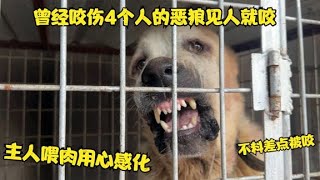 曾经咬伤4个人的恶狼见人就咬，主人喂肉用心感化，不料差点被咬 [upl. by Nihahs180]