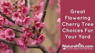 Top 4 Flowering Cherry Trees  NatureHillscom [upl. by Cob927]