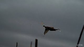 Quick Hitting Public Land  SD Pheasant Hunting [upl. by Iron]