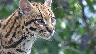 LOcelot est une espèce en danger  Zoo de Saint Martin la Plaine Loire France [upl. by Gilleod]