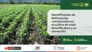 Identificación de deficiencias nutricionales en el cultivo de maiz amarillo duro y su corrección [upl. by Brunella854]