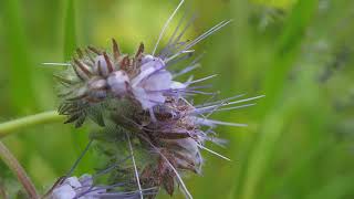 Phacelia tanacetifolia [upl. by Swithbart]