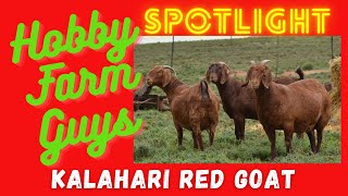 HFG Farm Animal Spotlight Kalahari Red Goat [upl. by Ferriter478]