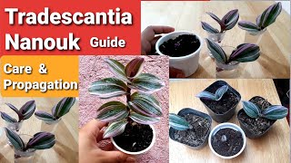 Tradescantia Nanouk Guide  Propagation amp Care Tips [upl. by Abrahamsen]