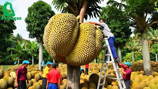 Amazing DURIAN Farm Harvests  How Thailand Grows and Prepares Street Food  Durian Factory [upl. by Fitton]