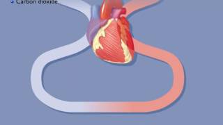 Movement of Oxygen and Carbon Dioxide in the Body [upl. by Russi]