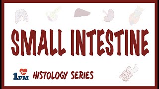 Small Intestine Histology [upl. by Sully]