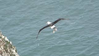 Albie The BlackBrowed Albatross [upl. by Maclay]