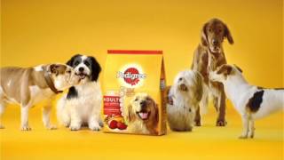 สูตรที่ดีที่สุดจาก เพดดิกรี ®  Pedigree ® TVC 2013 [upl. by Innavoig]